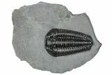 Calymene Niagarensis Trilobite Fossil - New York #295572-1